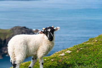 Naklejka premium Ireland sheeps