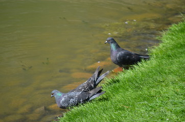 hot sunny summer birds pigeons at the river drink water