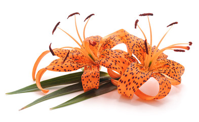 Tiger lily with leaves.