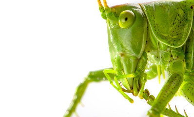 Big green grasshopper on white background close up