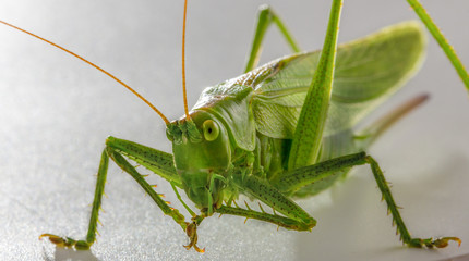 Big green grasshopper on white background close up