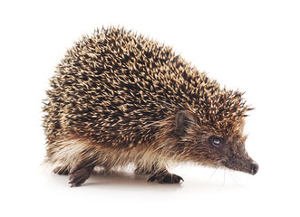 One hedgehog isolated.