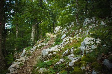 one lonely small trail in nature summer forest environment