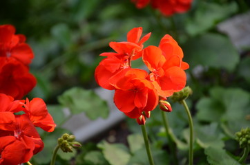 macro red flower geranium pelargonium