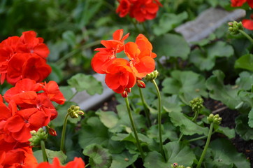 Obraz na płótnie Canvas macro red flower geranium pelargonium