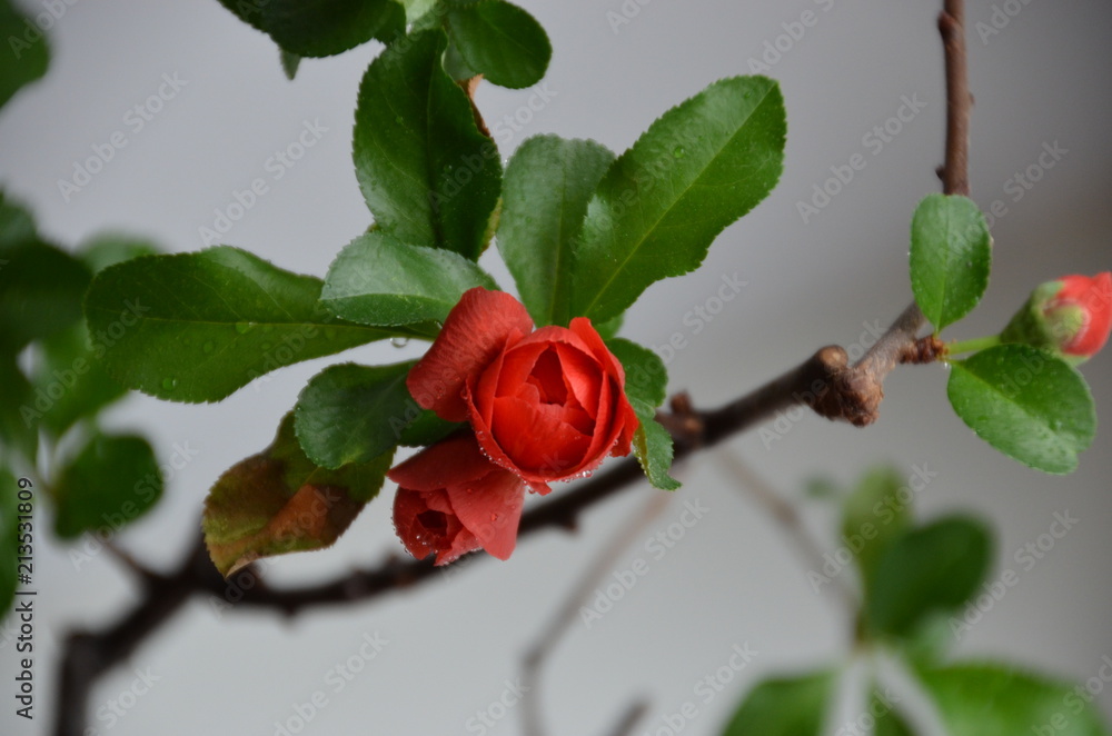 Wall mural macro red flower bud japan bonsai Chaenomeles japonica