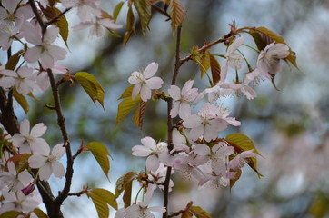 spring morning sakura cherry blossom pink flower japan garden
