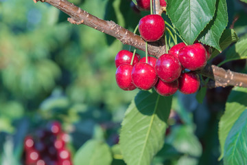 Close-up of branch of cherry tree with ripe red cherries in orchard