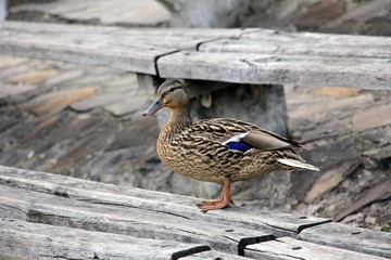 Wild duck resting on a piece of wood.