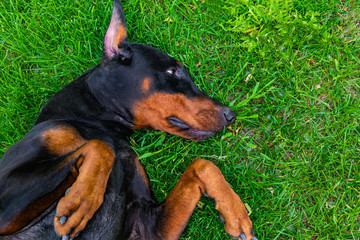Funny doberman pinscher lies on the grass