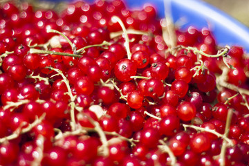 Red currant. In a natural environment. Berries are on the bush