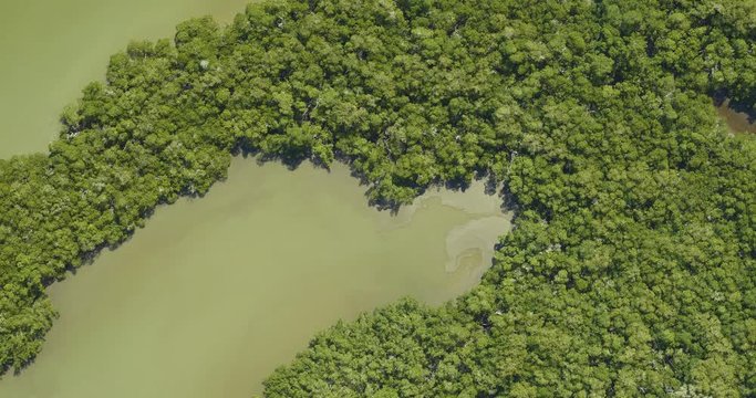 Very high-altitude overflight aerial of dense mangrove swamp, Florida everglades. Clip loops and is reversible. Elements of this image furnished by USGS/NASA Landsat