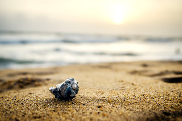Beautiful shell in the sand on a sunset background.
