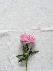 peony flower on white tablecloth