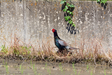 Japanese pheasant