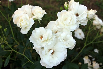 Obraz na płótnie Canvas White rose flowers in a natural garden setting