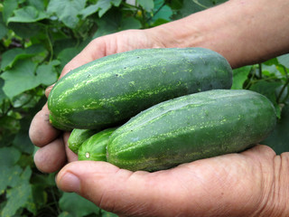 Fresh crop of cucumbers in hands, close-up. The farmer is holding in his hands ripe cucumbers in the background of the summer garden