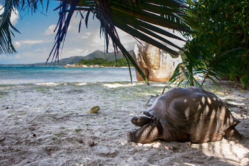 Fototapeta premium Aldabra-Riesenschildkröte (Aldabrachelys gigantea) auf dem Strand auf Courieuse, Seychellen.