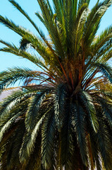 Fototapeta na wymiar beautiful spreading palm tree, exotic plants symbol of holidays, hot day, big leaves