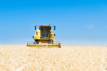 Obraz premium Cosechadora trabajando en la siega