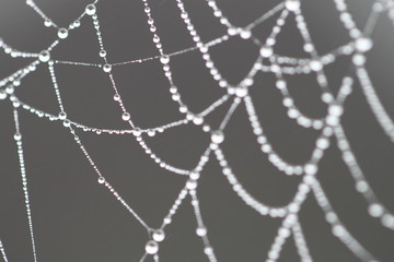 Naklejka premium Morning dew