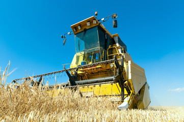 Fototapeta premium Cosechadora trabajando en la siega