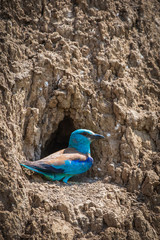European roller or coracias garrulus in nest hole