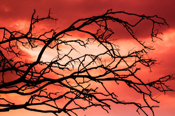 Backgrounds, branches, red silhouettes and scary skies Halloween from Phuket Thailand