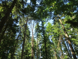 Sun shining through the trees - Area of outstanding natural beauty