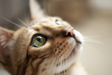 Cute bengal cat portrait