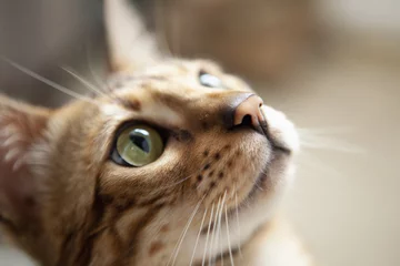 Crédence de cuisine en verre imprimé Chat Cute bengal cat portrait