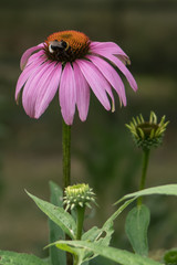 Bumble Bee gathering pollen from an Echinacea flower