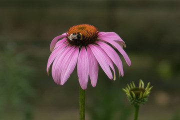 Bumble Bee gathering pollen from an Echinacea flower