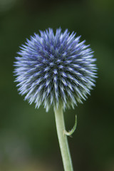 Beautiful blue flowers of a single Echinops