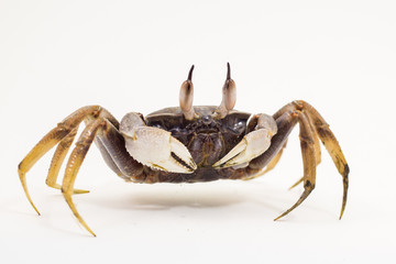 White background Horn-eyed ghost crab Ocypode ceratophthalmus form Phuket Thailand