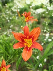 Fototapeta premium Lily blooms.