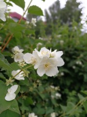 Obraz premium Jasmine flowers.