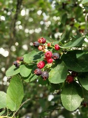Ripe red berry of the summer garden.