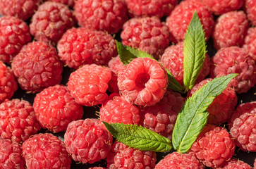 Ripe red raspberries and green mint. Fruit background