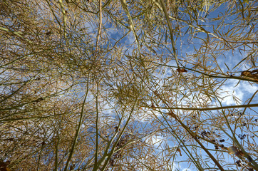 Up-view in a field with rready-to harvest rapeseeds