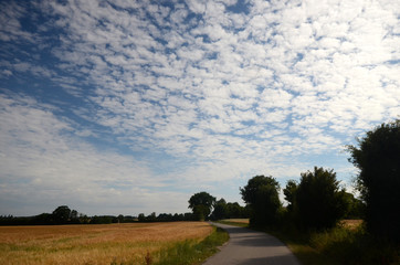 Landscape with fields and a sky with altocumulus clouds.