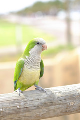 Amazon green parrot in nature on the Canary Island of Fuerteventura, Spain.
