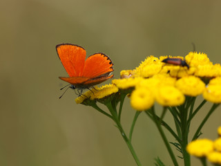 Feuerfalter auf Rainfarnbl&uuml;te