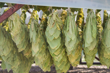 Tobacco leaves on a drying rack