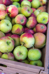 Red green ripe apples after the harvest in a wooden box.