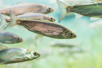 School of silver fish swimming in aquarium water