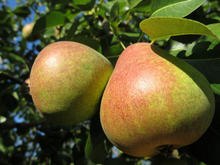 Ripe pears on a tree branch in the summer orchard, close-up
