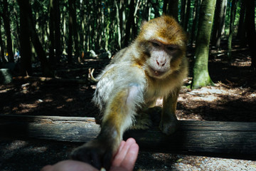 Berberaffe (Affenberg Salem)