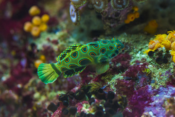 Colorful green marine salt water fish in aquarium