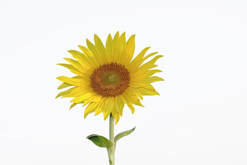 Fototapeta premium Sonnenblume isloliert